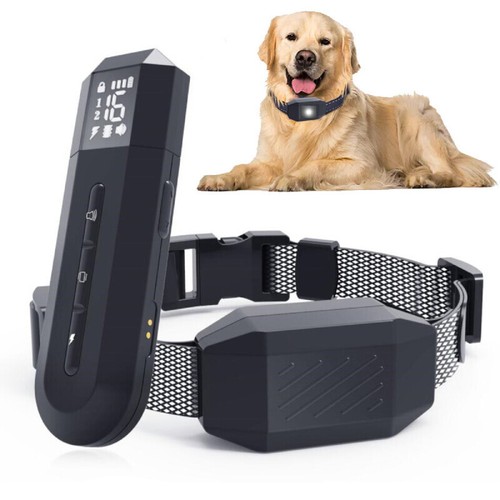 Dog training collar - dog,